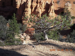 Bryce Canyon - Fairyland trail - tree cross section