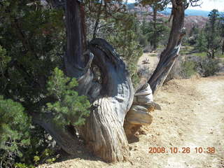 211 6ns. Bryce Canyon - Fairyland trail