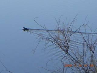 Bagdad run - duck on Coors Lake