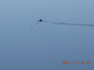 5 6p1. Bagdad run - duck on Coors Lake