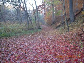 Tookany Creek Park run