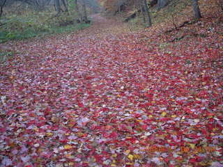 Tookany Creek Park run