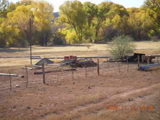 Verde Canyon Railroad - cows at Perkinsville