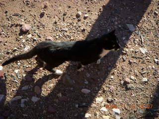 Verde Canyon Railroad - cat at Perkinsville station