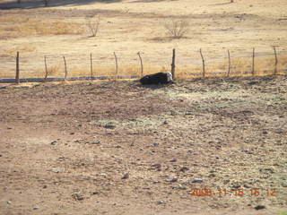 Verde Canyon Railroad - cow at Perkinsville station