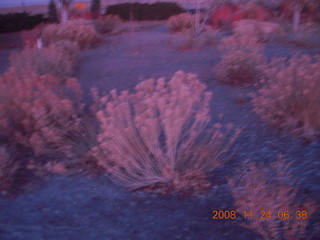 pre-dawn plants at canyonlands airport (cny)