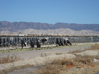 245 6pq. cattle feeding along the road