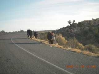 cows on the road to Canyonlands
