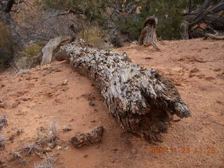 133 6pr. Arches National Park - Devils Garden - Dark Angel trail - dead tree
