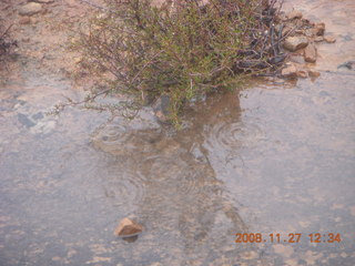276 6pt. Canyonlands National Park - Lathrop trail hike - plants reflected in pothole puddle