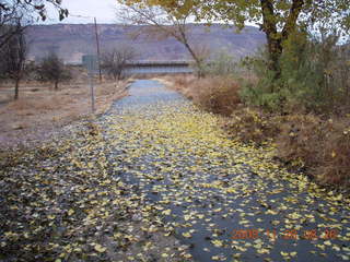 leaves near Moab bridge across the Colorado River