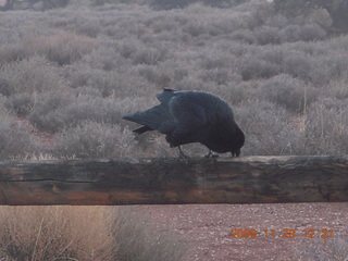 Canyonlands National Park - raven
