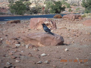 107 6pu. Canyonlands National Park - raven