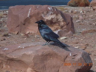 108 6pu. Canyonlands National Park - raven