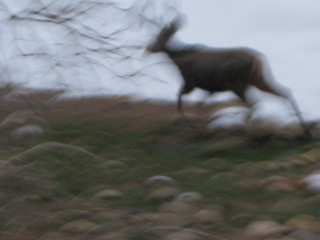 beth's Sunday zion-trip pictures - Zion National Park - mule deer running