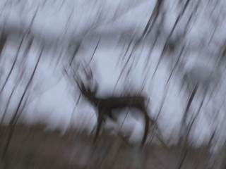 beth's Sunday zion-trip pictures - Zion National Park - artsy mule deer picture