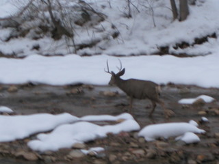 beth's Sunday zion-trip pictures - Zion National Park - mule deer