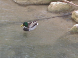 30 6qh. beth's Sunday zion-trip pictures - Zion National Park - duck