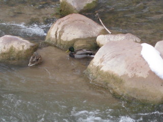 33 6qh. beth's Sunday zion-trip pictures - Zion National Park - duck