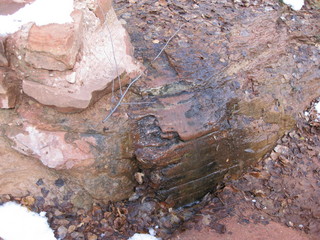38 6qh. beth's Sunday zion-trip pictures - Zion National Park - Emerald Ponds hike