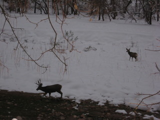 26 6qk. debbie's Zion-trip pictures - mule deer at dawn