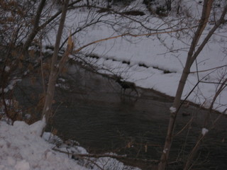 27 6qk. debbie's Zion-trip pictures - mule deer in the river at dawn
