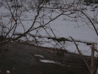 28 6qk. debbie's Zion-trip pictures - mule deer in the river at dawn