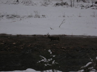 debbie's Zion-trip pictures - mule deer in the river at dawn