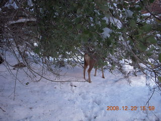 97 6ql. Zion National Park - Angels Landing hike - mule deer