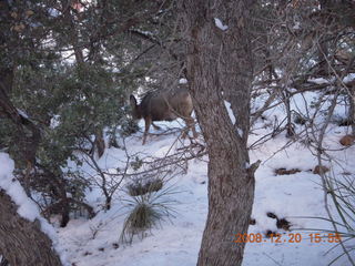 98 6ql. Zion National Park - Angels Landing hike - mule deer