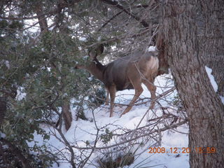99 6ql. Zion National Park - Angels Landing hike - mule deer