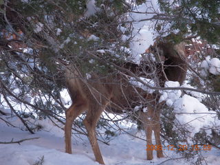 100 6ql. Zion National Park - Angels Landing hike - mule deer