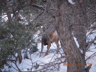 101 6ql. Zion National Park - Angels Landing hike - mule deer