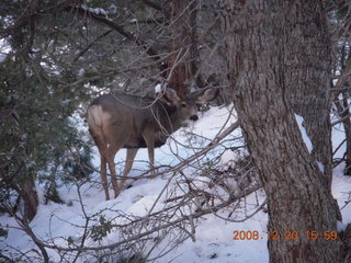 102 6ql. Zion National Park - Angels Landing hike - mule deer