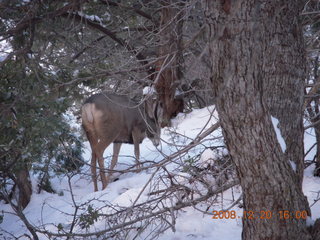 103 6ql. Zion National Park - Angels Landing hike - mule deer