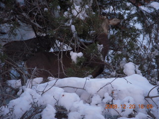 104 6ql. Zion National Park - Angels Landing hike - mule deer