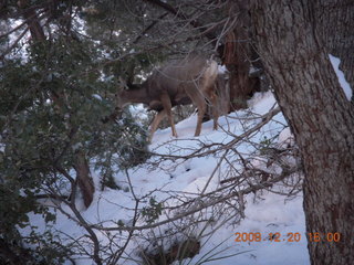 106 6ql. Zion National Park - Angels Landing hike - mule deer