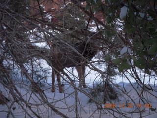 107 6ql. Zion National Park - Angels Landing hike - mule deer