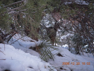 108 6ql. Zion National Park - Angels Landing hike - mule deer