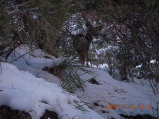 109 6ql. Zion National Park - Angels Landing hike - mule deer