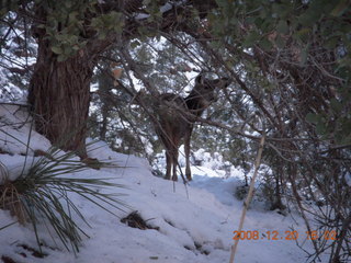 110 6ql. Zion National Park - Angels Landing hike - mule deer