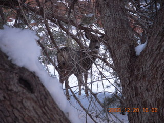 111 6ql. Zion National Park - Angels Landing hike - mule deer