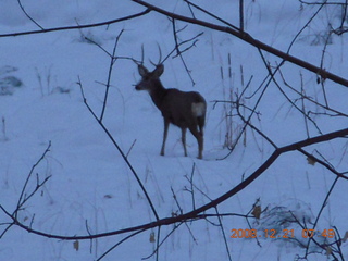 36 6qm. Zion National Park - mule deer