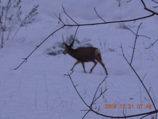 37 6qm. Zion National Park - mule deer