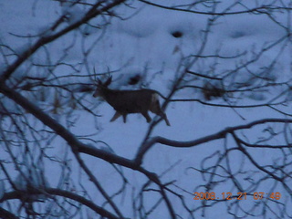 38 6qm. Zion National Park - mule deer