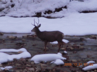 44 6qm. Zion National Park - mule deer