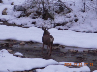 45 6qm. Zion National Park - mule deer