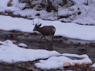 46 6qm. Zion National Park - mule deer