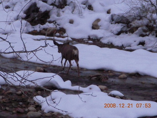 47 6qm. Zion National Park - mule deer