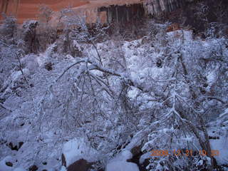 Zion National Park - Emerald Pools hike - Adam through snowy tree